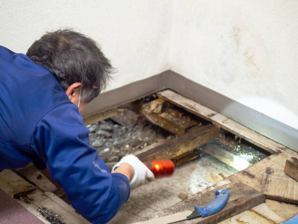 Best Certified Mold Removal  in Mount Vernon, TX