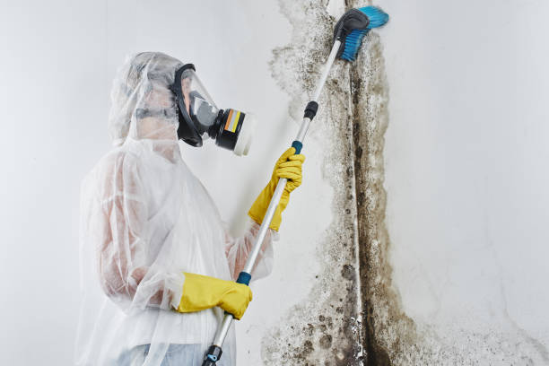 Best Emergency Mold Removal  in Mount Vernon, TX