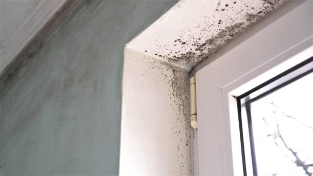 Mold Removal and Inspection in Mount Vernon, TX