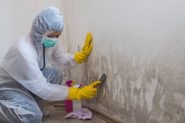 Best Local Mold Removal Service  in Mount Vernon, TX