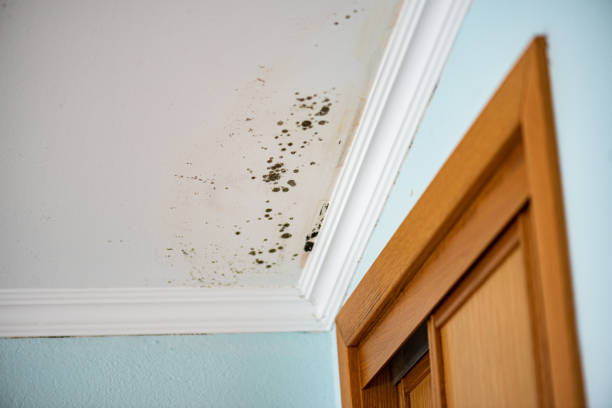 Best Emergency Mold Removal  in Mount Vernon, TX