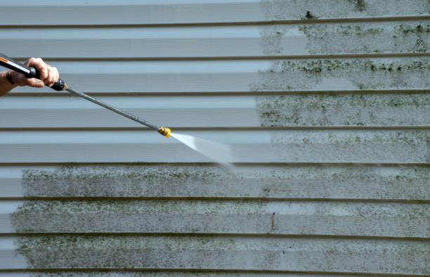 Best Mold Damage Repair  in Mount Vernon, TX