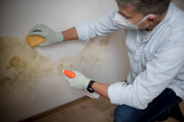 Best Local Mold Removal Service  in Mount Vernon, TX