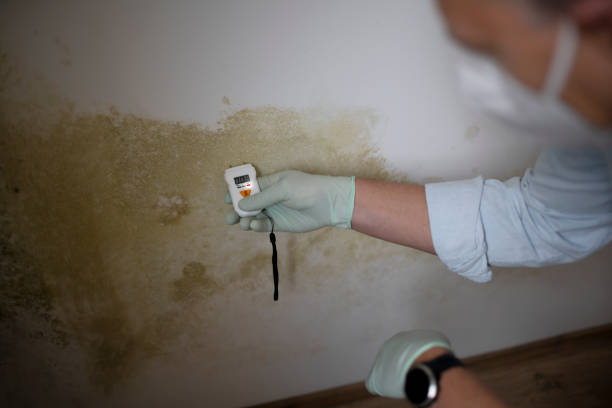 Best Mold Damage Repair  in Mount Vernon, TX