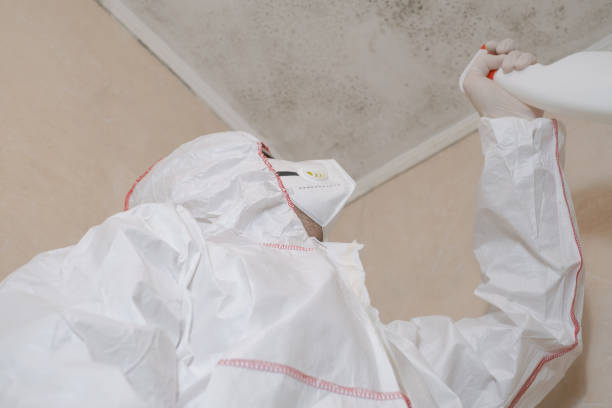 Reliable Mount Vernon, TX Mold Removal Solutions